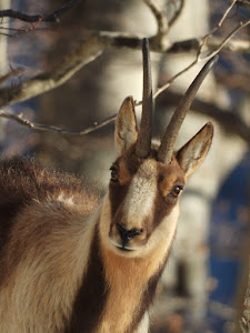 Riserva Naturale La Camosciara