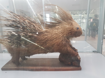 Natural History Museum of Salento