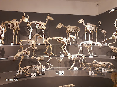 Civic Museum of Natural History