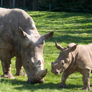 Zoo Schmiding / Museum - meeting of cultures