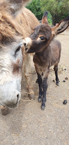 Donkey Park Maltatal — fotografia 5
